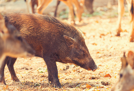 野猪狩猎猪漂亮的小猪野猪背景