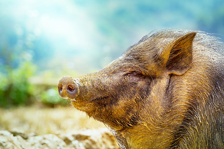 越南猪绿色田野里的越南猪图片