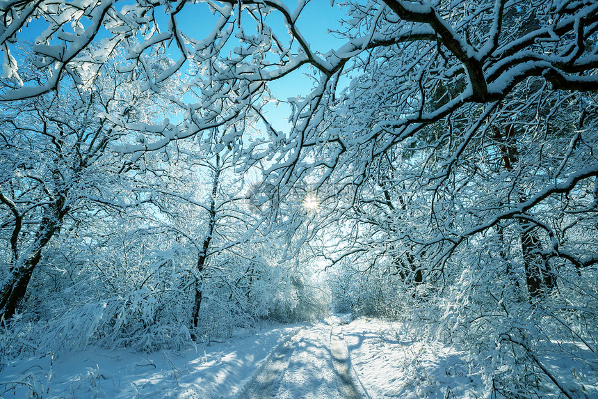 冬天的森林风景秀丽的雪覆盖森林冬季很适合诞节背景图片