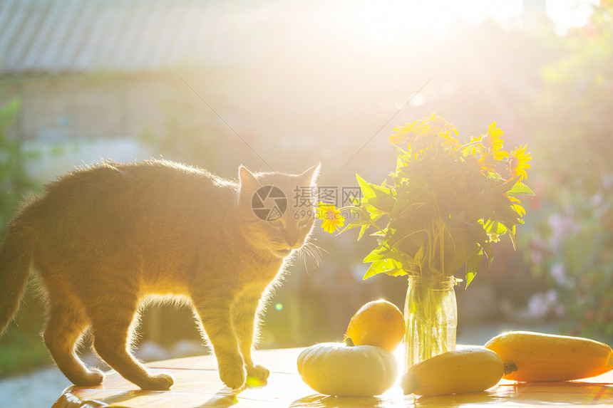 猫猫科动物图片