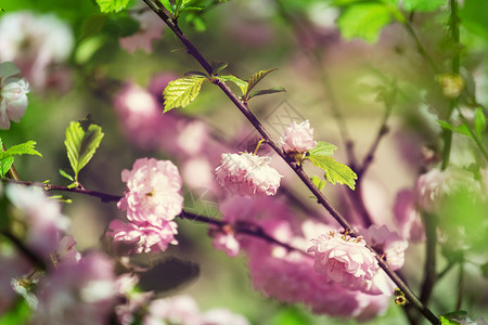 杏仁树杏仁树粉红色的花图片