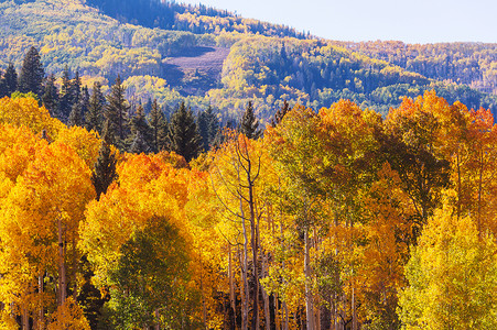 秋天的季节黄调的秋天场景图片