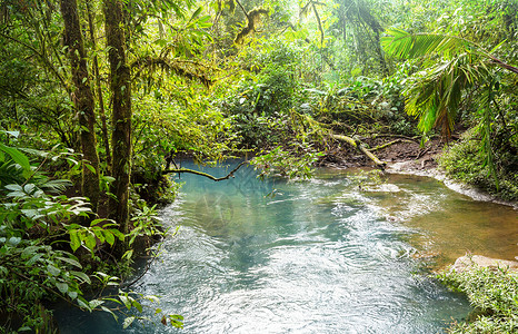丛林里的小溪美丽的溪流雨林中流淌哥斯达黎加,洲图片