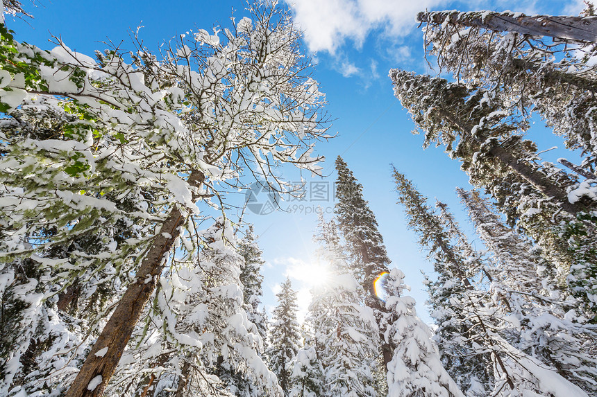 冬天的森林风景秀丽的雪覆盖森林冬季很适合诞节背景图片