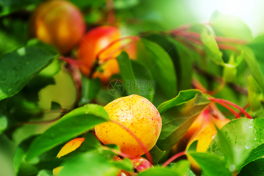 杏子夏天花园里杏树绿叶的树枝图片