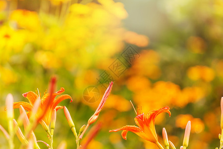 鲜花美丽的花朵的特写镜头适合花卉背景背景图片