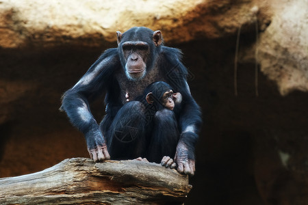黑猩猩大猴子住热带公园高清图片