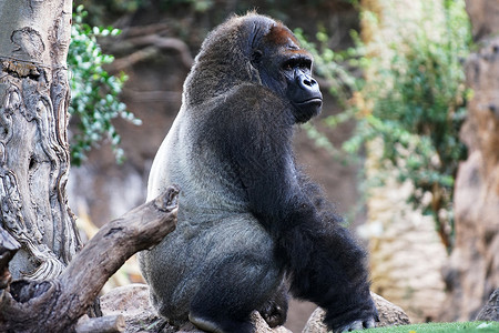 大猩猩大猴子住热带公园背景图片