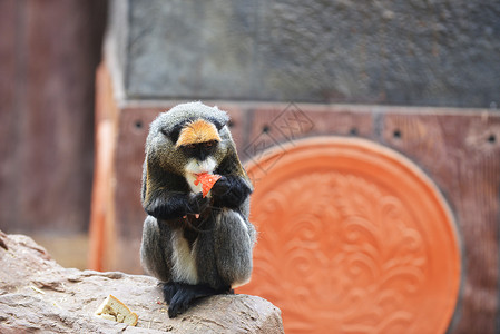 趣的猴子住热带公园图片