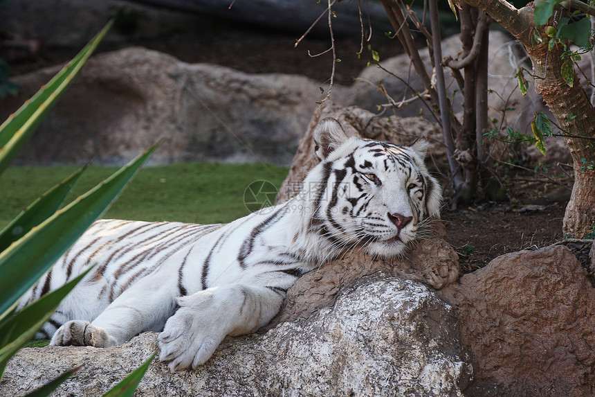 热带动物园里的白色大老虎图片