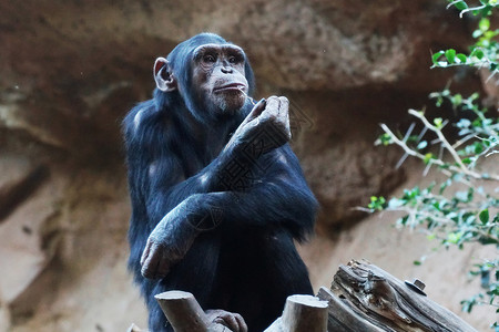 黑猩猩大猴子住热带公园背景图片