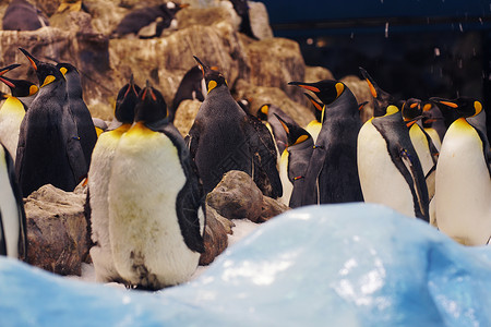 动物园里群可爱的企鹅高清图片