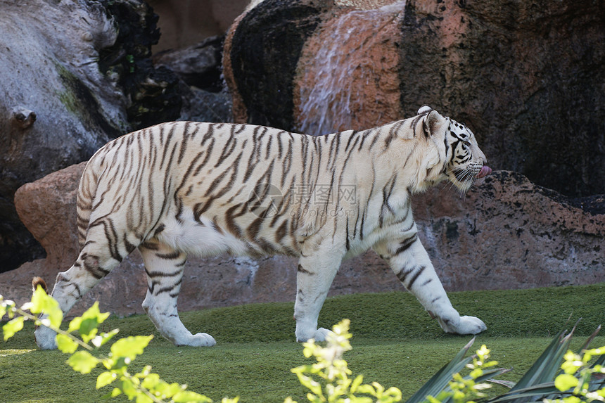 热带动物园里的白色大老虎图片