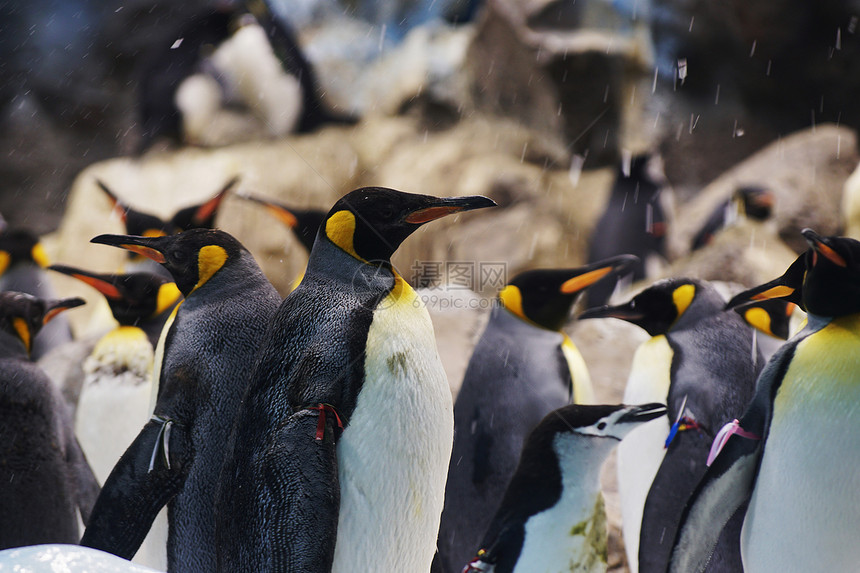 动物园里群可爱的企鹅图片
