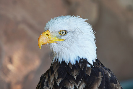 鹰头剪贴画白色头部黄色喙的棕色猎物鸟的肖像食肉鸟背景