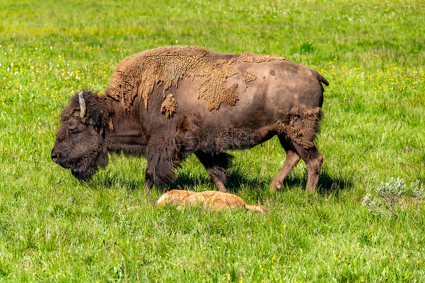 美国野牛家族黄石公园,怀俄明州,美国图片