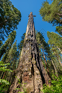 加州大树州公园的死杉树加州,美国图片