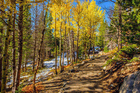 秋天洛基山公园的白杨树林科罗拉多,美国图片