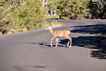 鹿过马路,大峡谷公园,亚利桑那州,美国图片