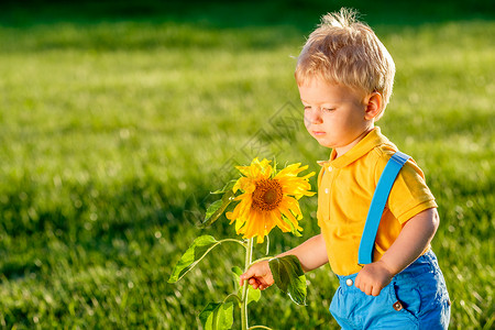 户外幼儿的肖像农村场景,岁的小男孩看着向日葵图片
