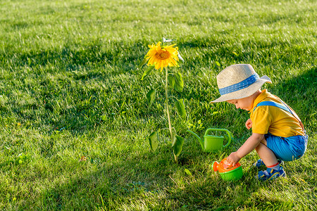 浇水的男孩岁的小男孩用浇水罐给向日葵户外幼儿的肖像农村场景,岁的小男孩戴着草帽,用浇水罐给向日葵浇水背景