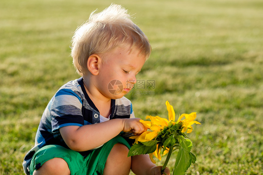 岁的小男孩看着向日葵户外幼儿的肖像农村场景,岁的小男孩看着向日葵图片
