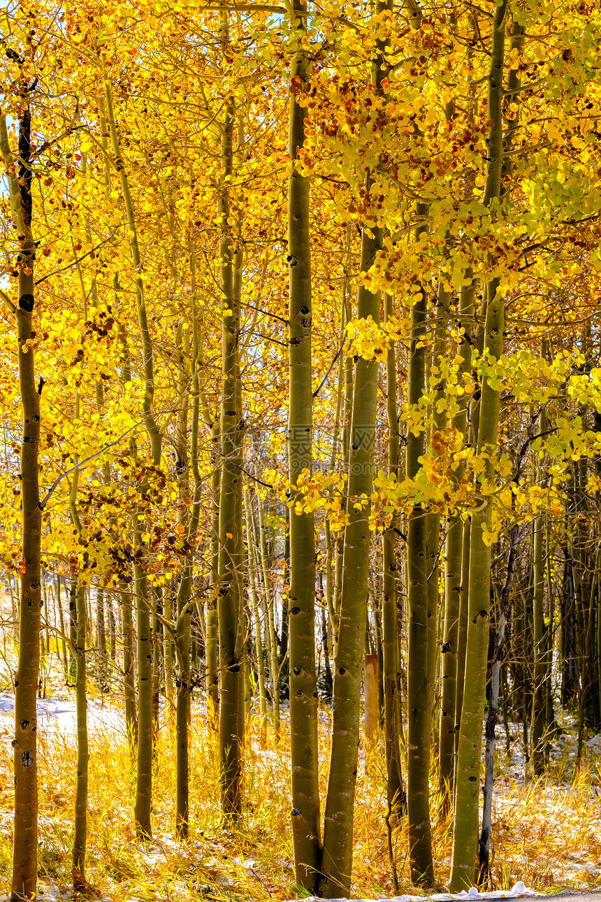 季节变化,雪秋树季节变化,次雪秋季白杨树科罗拉多州,美国图片