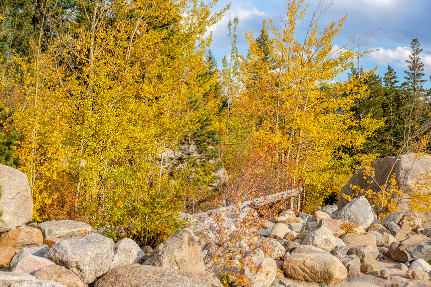 秋天岩石山上的阿斯彭树林秋天洛基山公园的白杨树林科罗拉多,美国图片