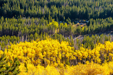 秋天岩石山上的阿斯彭树林秋天洛基山公园的白杨树林科罗拉多,美国背景图片