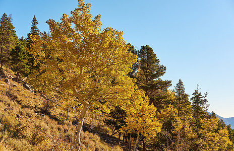 秋天岩石山上的阿斯彭树林秋天的白杨树林洛基山公园科罗拉多,美国背景