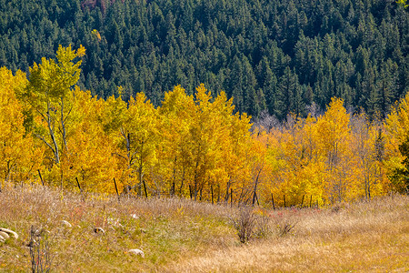 美国科罗拉多州秋天的白杨树图片