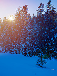 冬天的风景树日落时覆盖着新鲜的雪图片