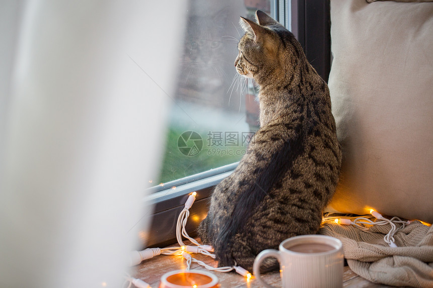 宠物,诞节潮湿的塔比猫窗户看家泰比猫家里透过窗户看图片