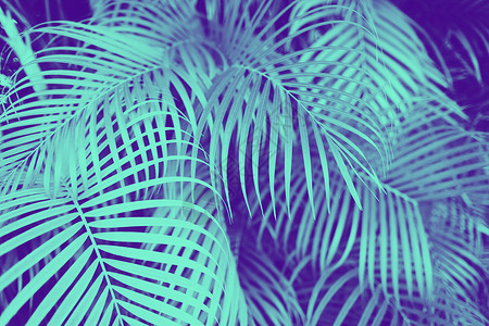 时尚的,自然背景紫外线蓝色双调棕榈树叶紫外线蓝色双酮棕榈树叶图片