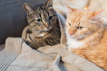 宠物,诞节潮湿的两只猫躺家里的毯子冬天两只猫家里躺着毯子图片