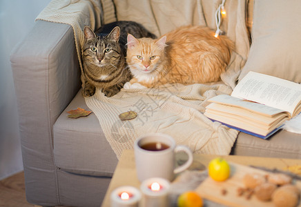宠物两只猫躺沙发上家里冬天两只猫躺家里的沙发上图片