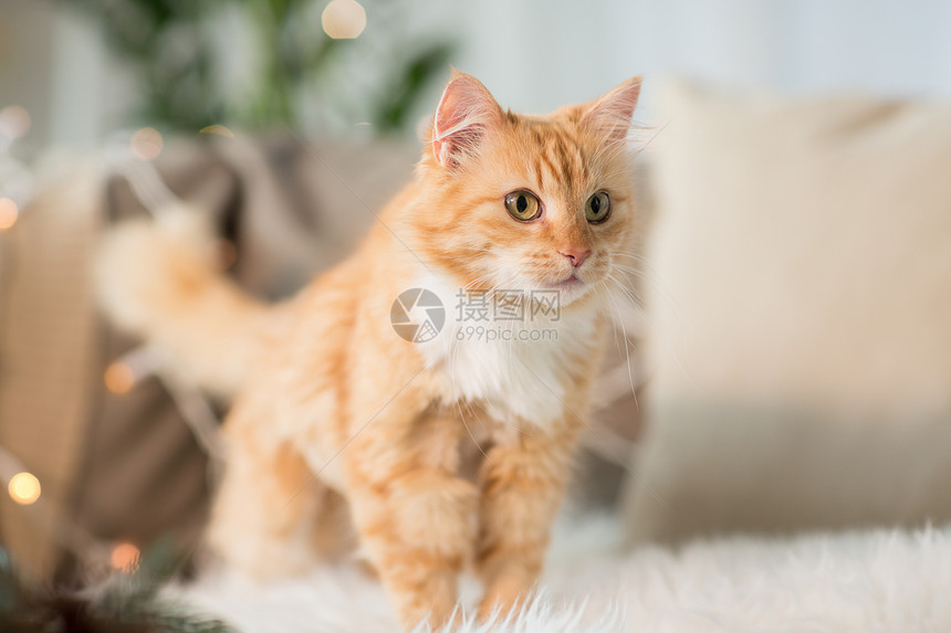 宠物,诞节潮湿的红色塔比猫沙发与羊皮家里冬天沙发上的红塔比猫,家里羊皮图片
