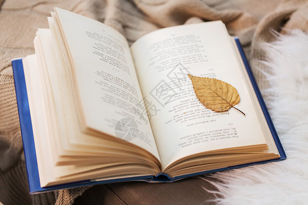 文学,阅读诗歌书与秋叶家里毯子上带秋叶的书家里的毯子上背景图片