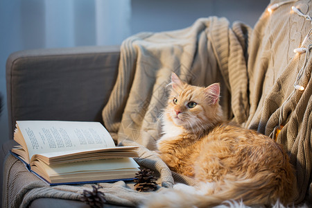 宠物,诞节红色塔比猫躺沙发上与书松果家里冬天红猫躺沙发上,家里书锥图片