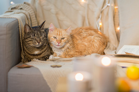 宠物,潮湿诞节的两只猫躺沙发上家里冬天两只猫躺家里的沙发上图片