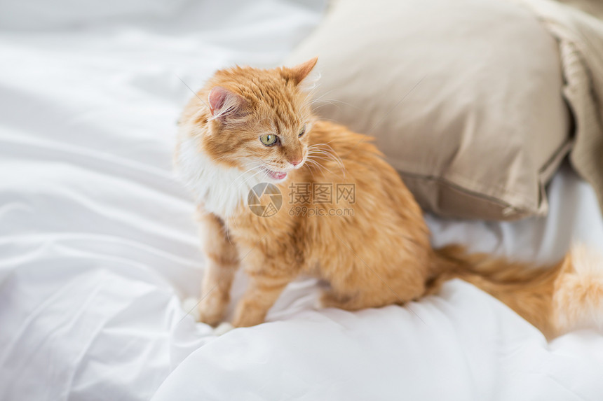 宠物红色塔比猫家床上红塔比猫家睡觉图片