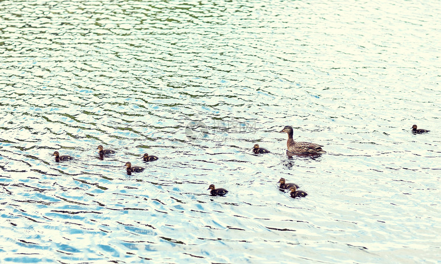 鸟类,鸟类学,野生动物自然鸭子与小鸭子湖泊河流中游泳鸭子小鸭子湖河里游泳鸭子小鸭子湖河里游泳图片