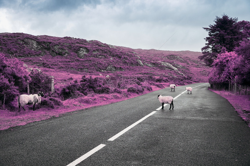 幻想,自然野生动物的超现实的紫色绵羊爱尔兰康奈马拉的沥青道路上放牧,红外效应紫色超现实的紫色绵羊爱尔兰的道路上图片