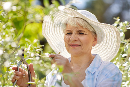 园艺人的快乐的老年女子与普纳照顾花夏季花园花园修剪花的高级女人花园修剪花的高级女人背景图片