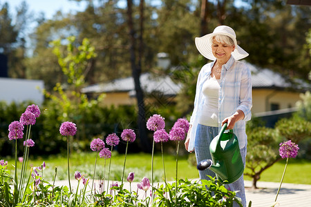 园艺人们的快乐的老年女子夏天的花园里浇花老妇女花园里浇花背景图片