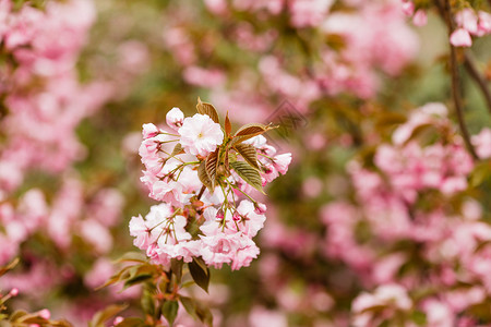 特写樱花盛开的树枝树上,粉红色脆弱的花朵,樱花枝图片