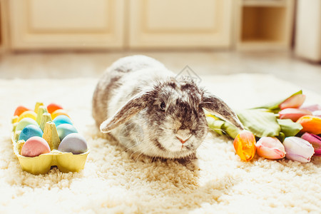 彩虹下兔子复活节兔子房间里的地毯上,五颜六色的鸡蛋房间里的复活节兔子背景