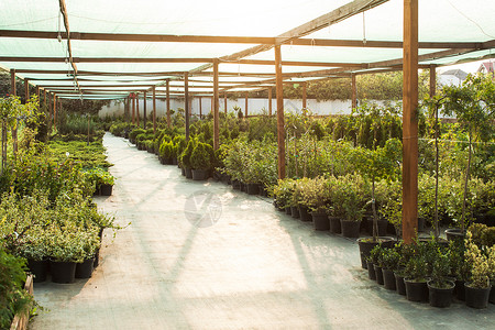 哈内曼足温室各种常绿植物灌木,用于美化室外绿化户外花园市场背景