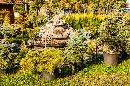 各种常绿植物,用于园林绿化假山户外花园市场图片