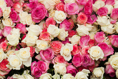 米色粉红色玫瑰背景,图案为婚礼图案玫瑰背景图片